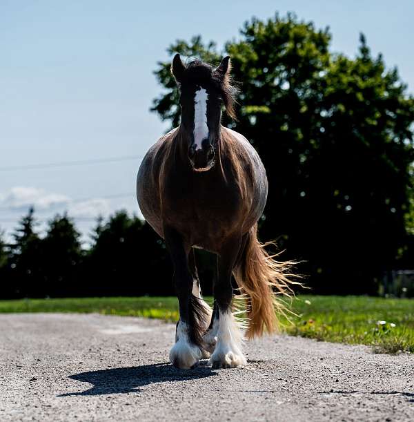 class-gypsy-vanner-pony