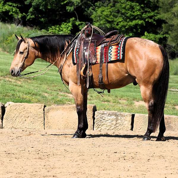 all-around-quarter-horse