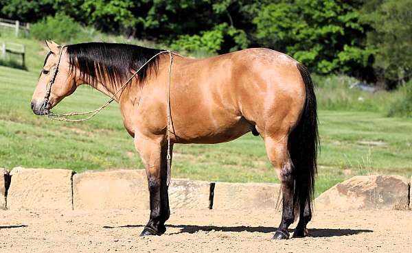 athletic-quarter-horse