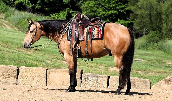 driving-quarter-horse