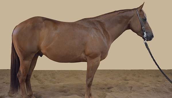 cowboy-mounted-shooting-quarter-horse