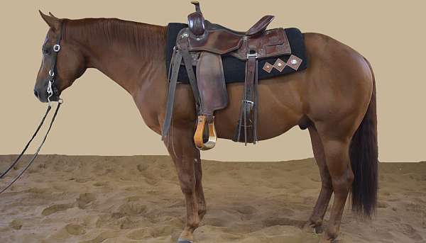 ranch-work-quarter-horse