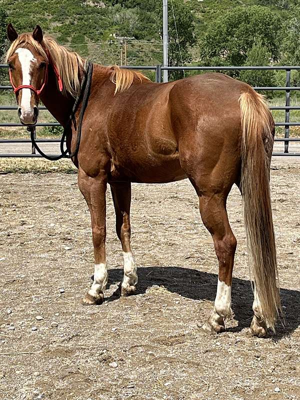 sorrel-blaze-face-with-four-white-socks-horse