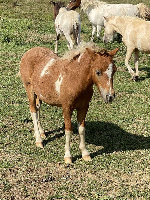 pinto-miniature-colt