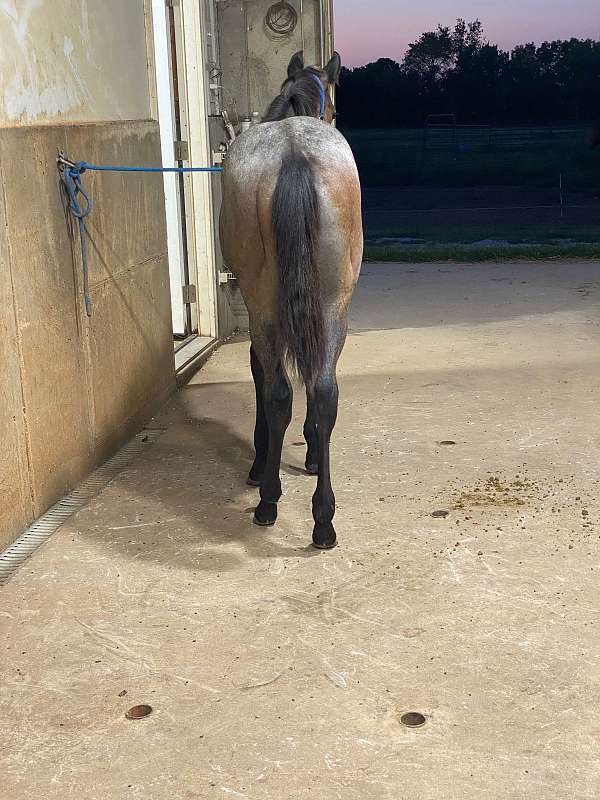 bay-roan-quarter-horse