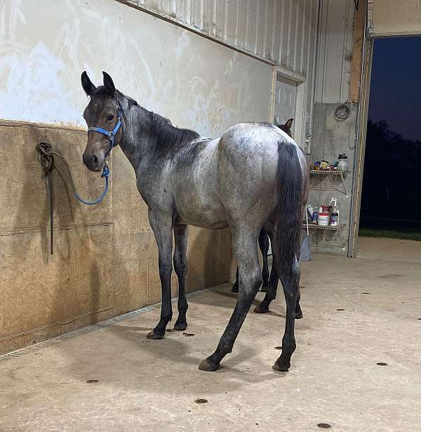 bay-roan-quarter-horse