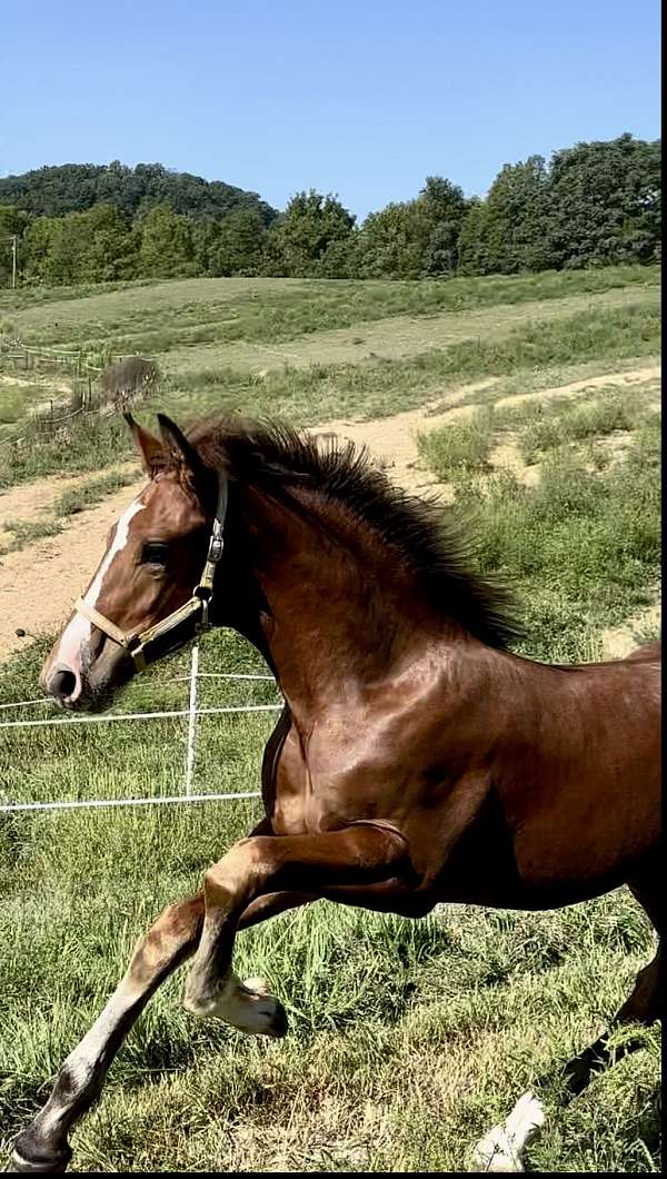 belly-stripe-spot-on-side-horse