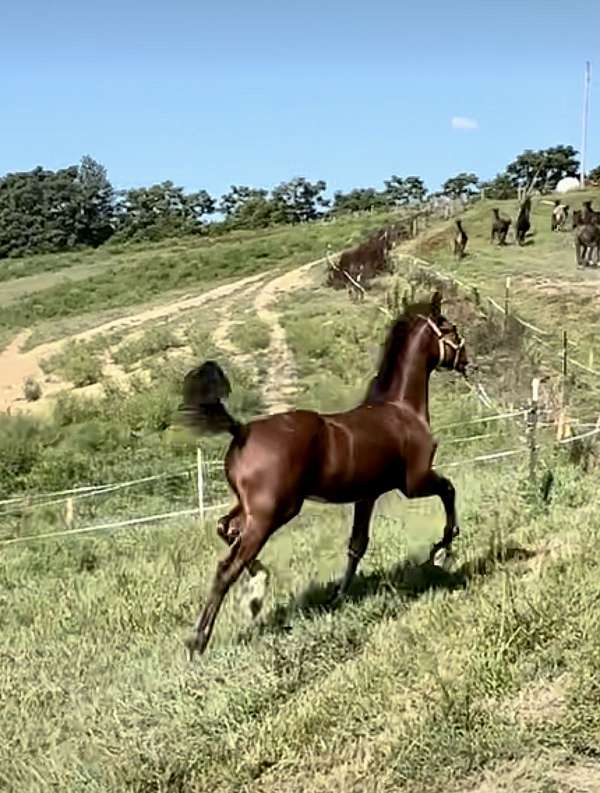 bay-overo-partial-coronet-horse