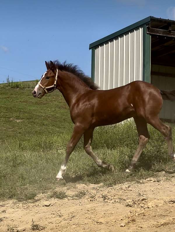 bay-overo-belly-stripe-spot-on-side-horse