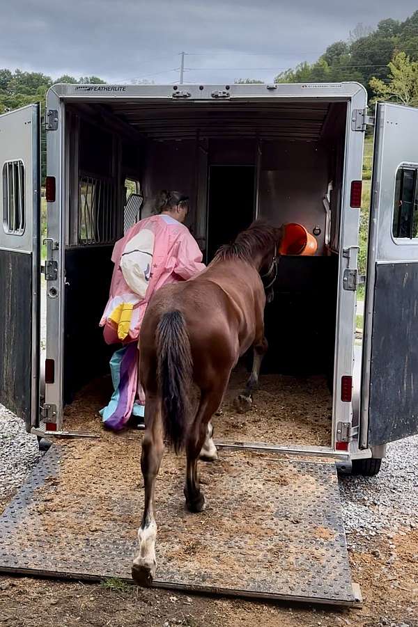 copper-friesian-horse