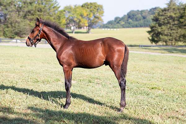 endurance-tennessee-walking-horse