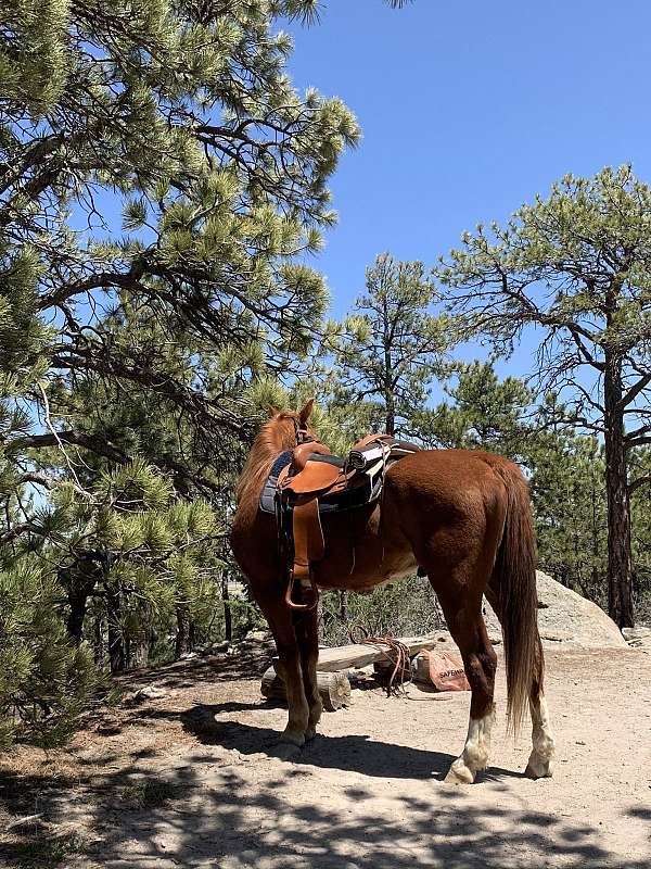 sorrel-star-strip-on-head-horse