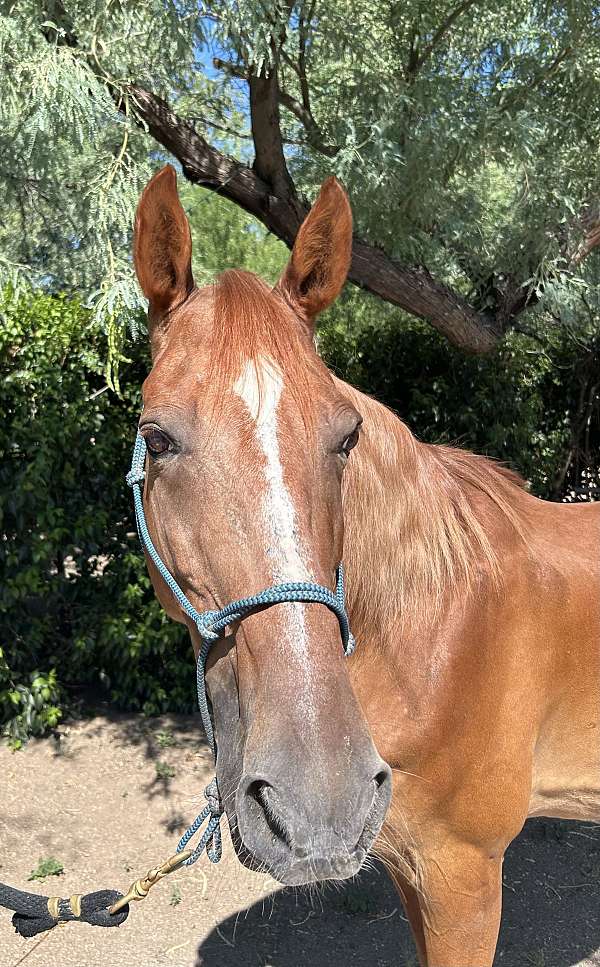 scout-tennessee-walking-horse