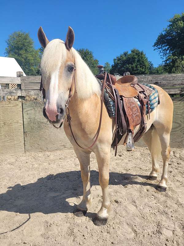 all-around-trail-haflinger-pony