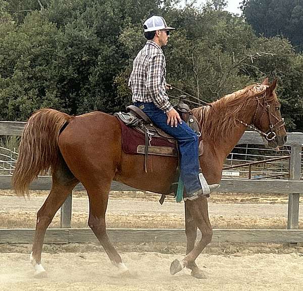 call-kentucky-mountain-horse