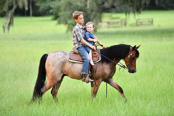 welsh-pony-for-sale