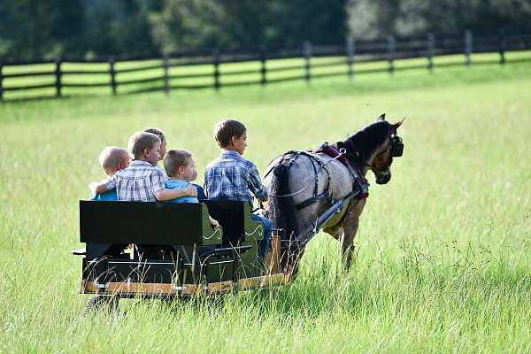 welsh-pony