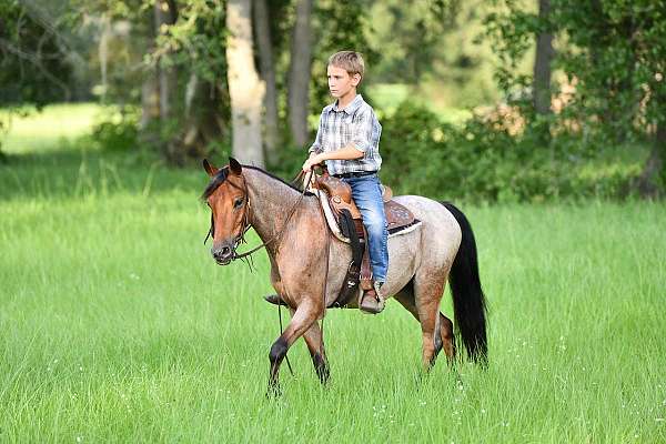 bay-roan-pony