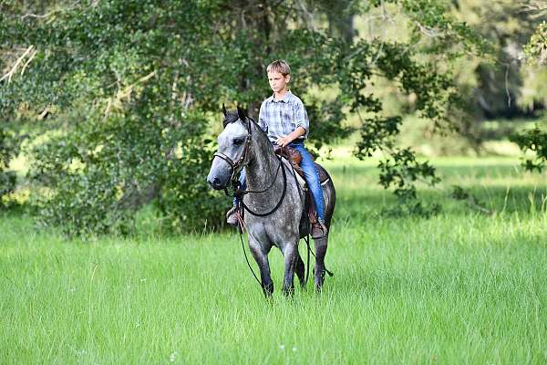 grey-pony-gelding