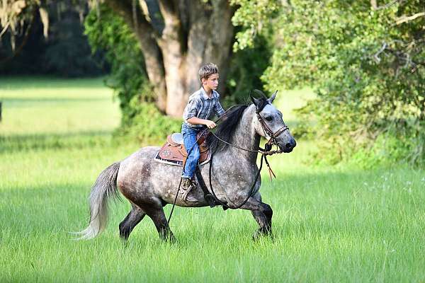 grey-dappled-pony