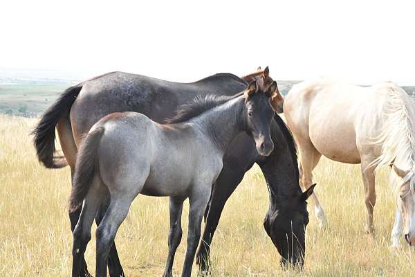 smooth-traveling-quarter-horse