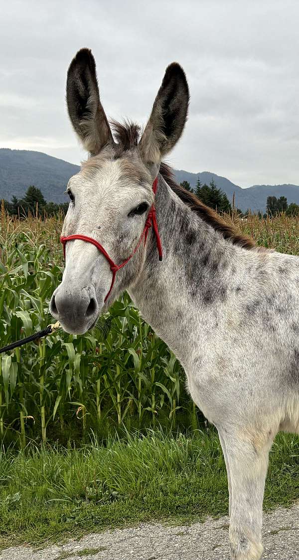 packing-donkey