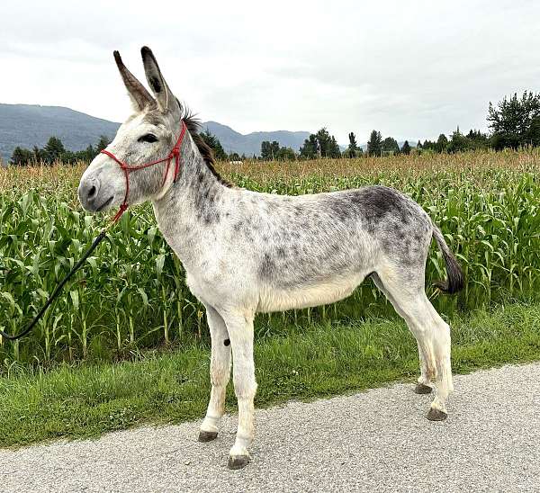 grey-therapy-donkey