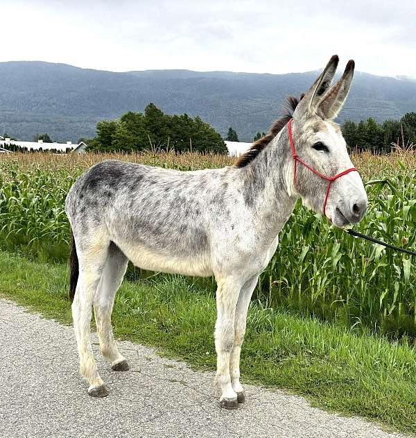 grey-trail-donkey