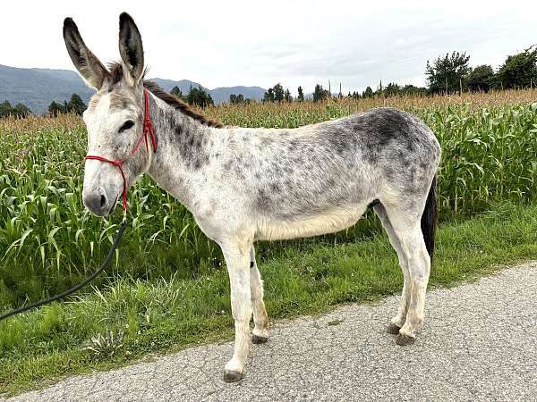 mammoth-donkey