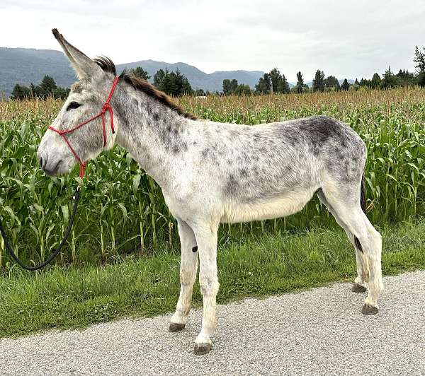 grey-trail-riding-donkey