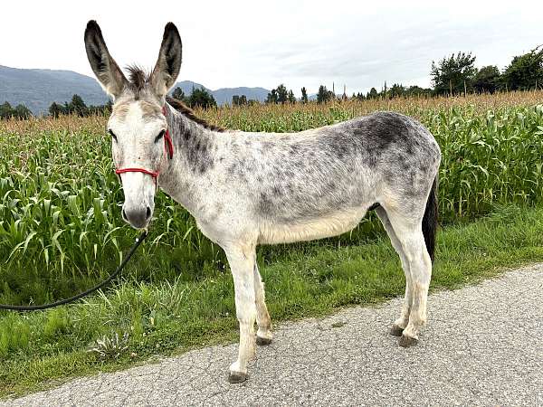 gelding-donkey