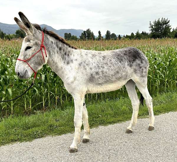 companion-donkey