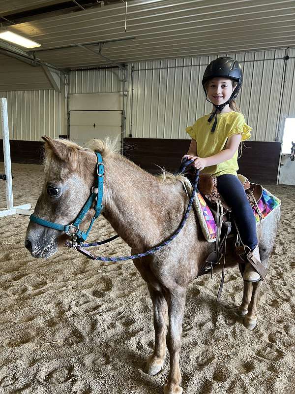 beginner-kid-safe-poa-pony