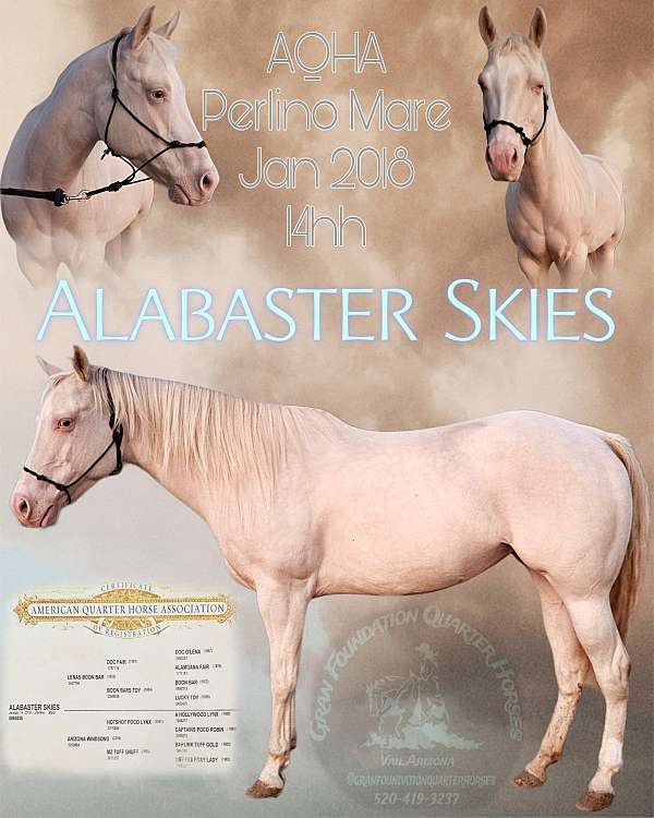 perlino-aqha-mare-stallion