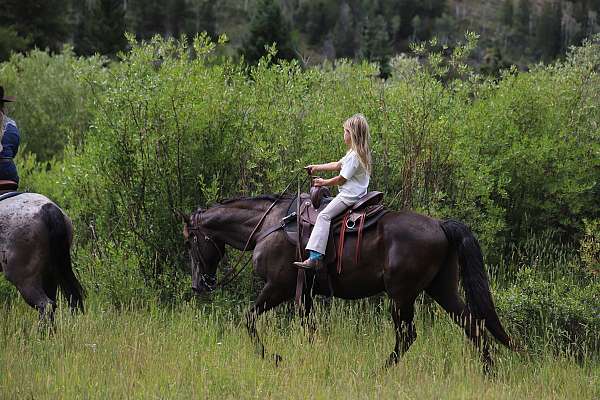 bay-see-pics-horse