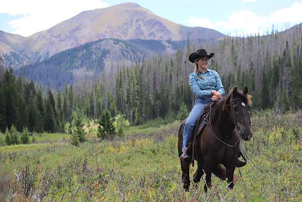 flashy-morgan-horse