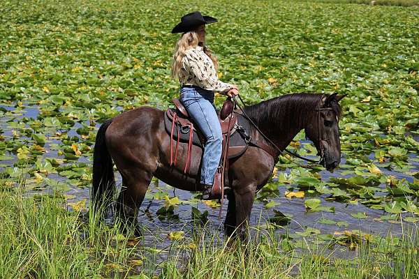 family-morgan-horse