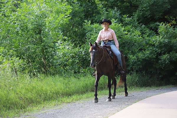 trail-morgan-horse