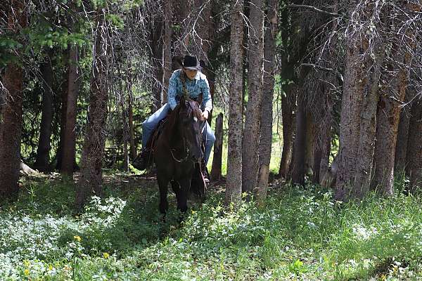 husband-safe-morgan-horse