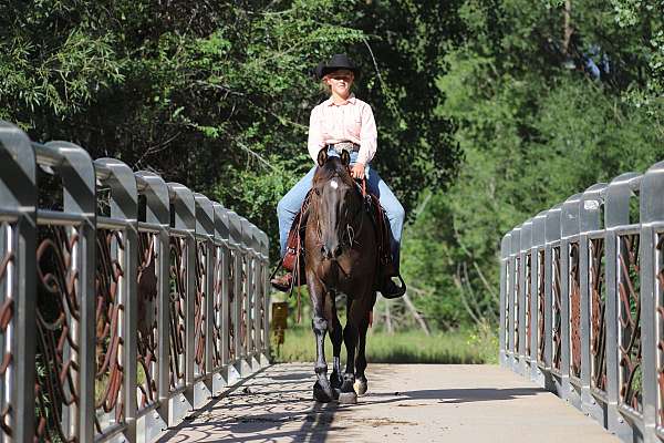 all-around-morgan-horse