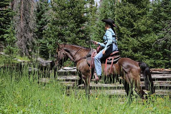 kid-safe-morgan-horse