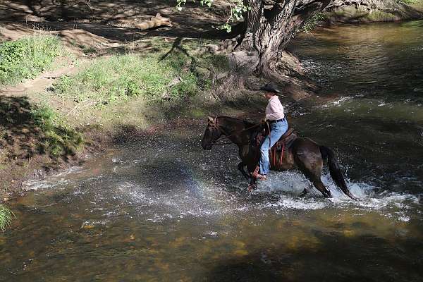 ranch-morgan-horse