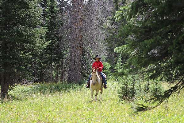 tobiano-see-pics-horse