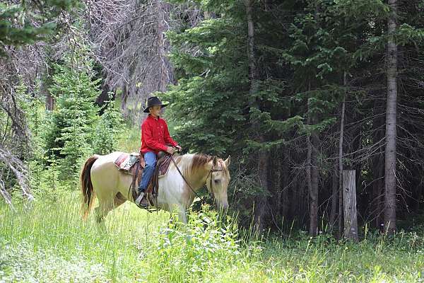 flashy-spotted-saddle-horse