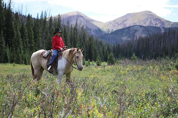 family-spotted-saddle-horse