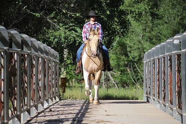 trail-spotted-saddle-horse