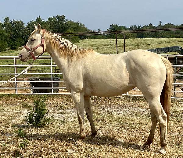 quarter-horse-mare