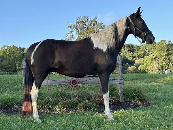 tobiano-horse