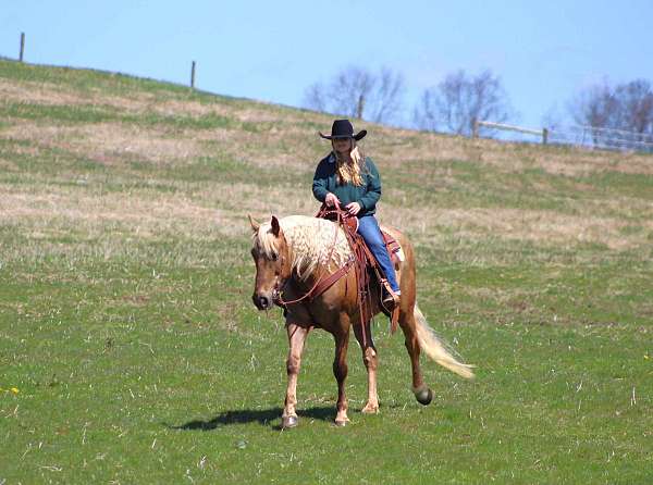 palomino-see-pics-horse