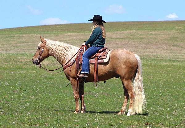 family-quarter-horse